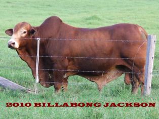 Billabong Jackson